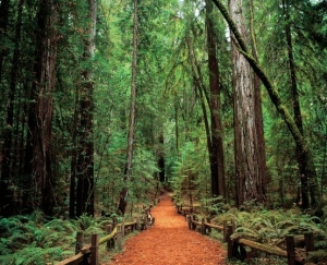 The Sonoma Redwoods and Armstrong Grove